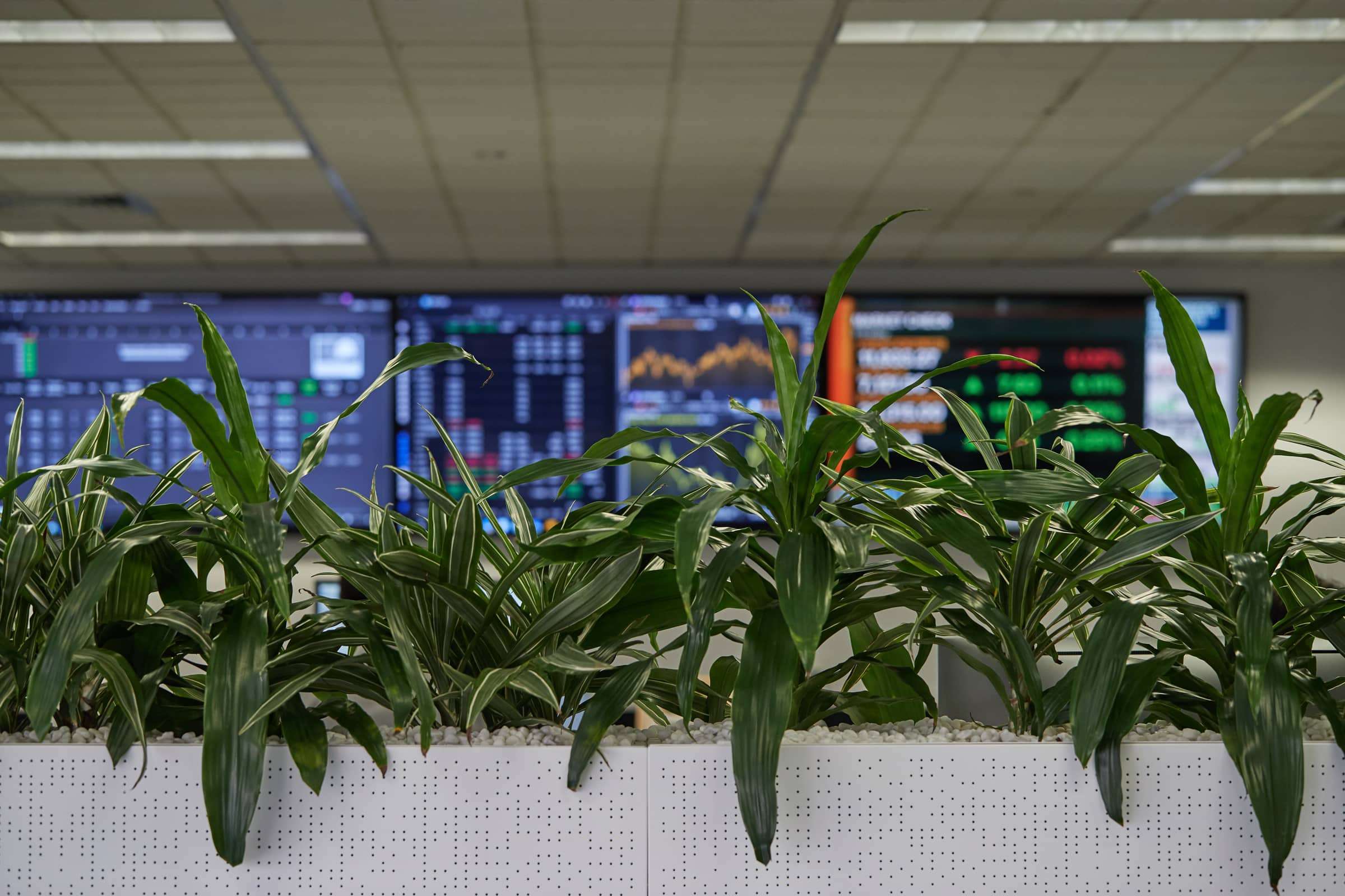 Indoor plants planted into an office section divider with screen with data on behind it. Representing our office plant hire services.