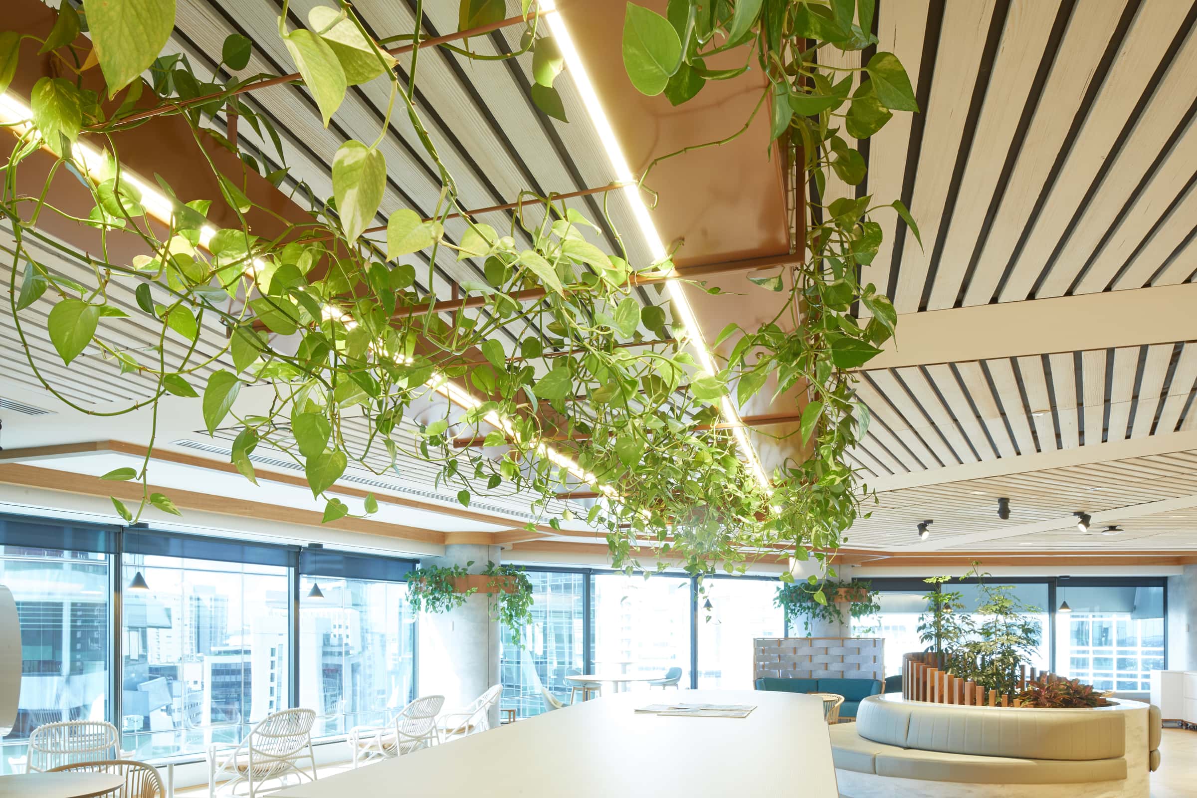 Professional photography of Deloitte Brisbane's staff kitchen, with trailing Pothos hanging from the kitchen table lighting fixture. Representing our indoor plant hire services.