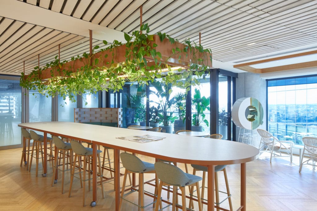 Professional photo of Deloitte Brisbane's staff kitchen, with trailing Pothos hanging from the kitchen table lighting fixture. Representing our indoor plant hire services.
