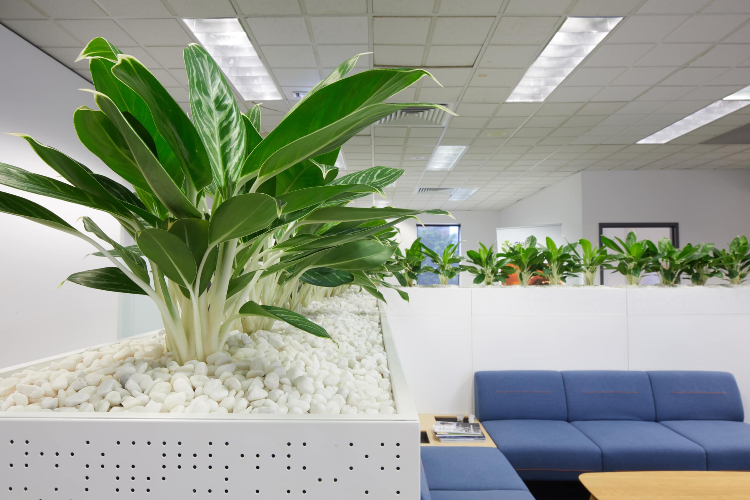 A professional photograph of a corporate office break room with plants in a section divider.
