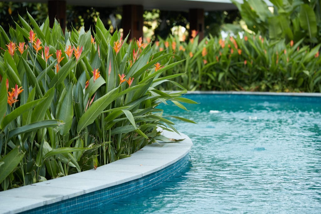 A professional photograph of beautiful green plants surrounding a pool.