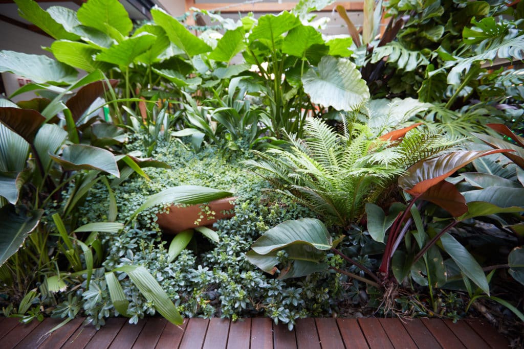 Landscape Services Brisbane Gold Coast Advance Plants