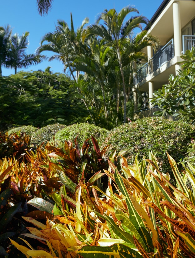 A close up of the gardens at a residential property on the Gold Coast.