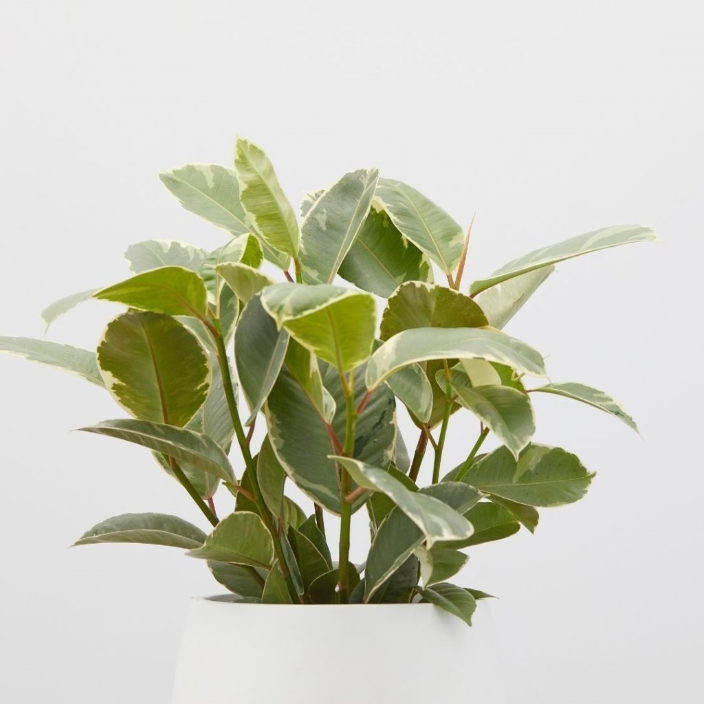 Best office plant: Ficus Elastica