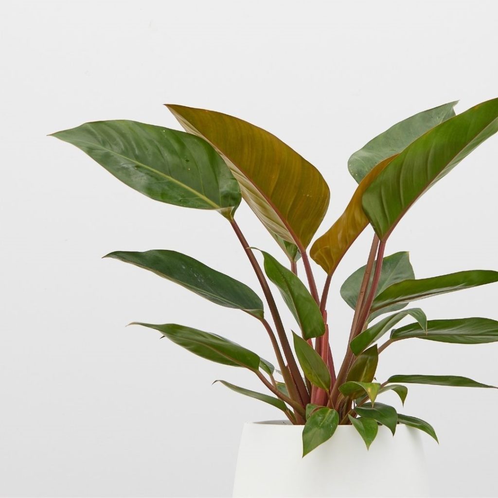 Best office plant: Philodendron