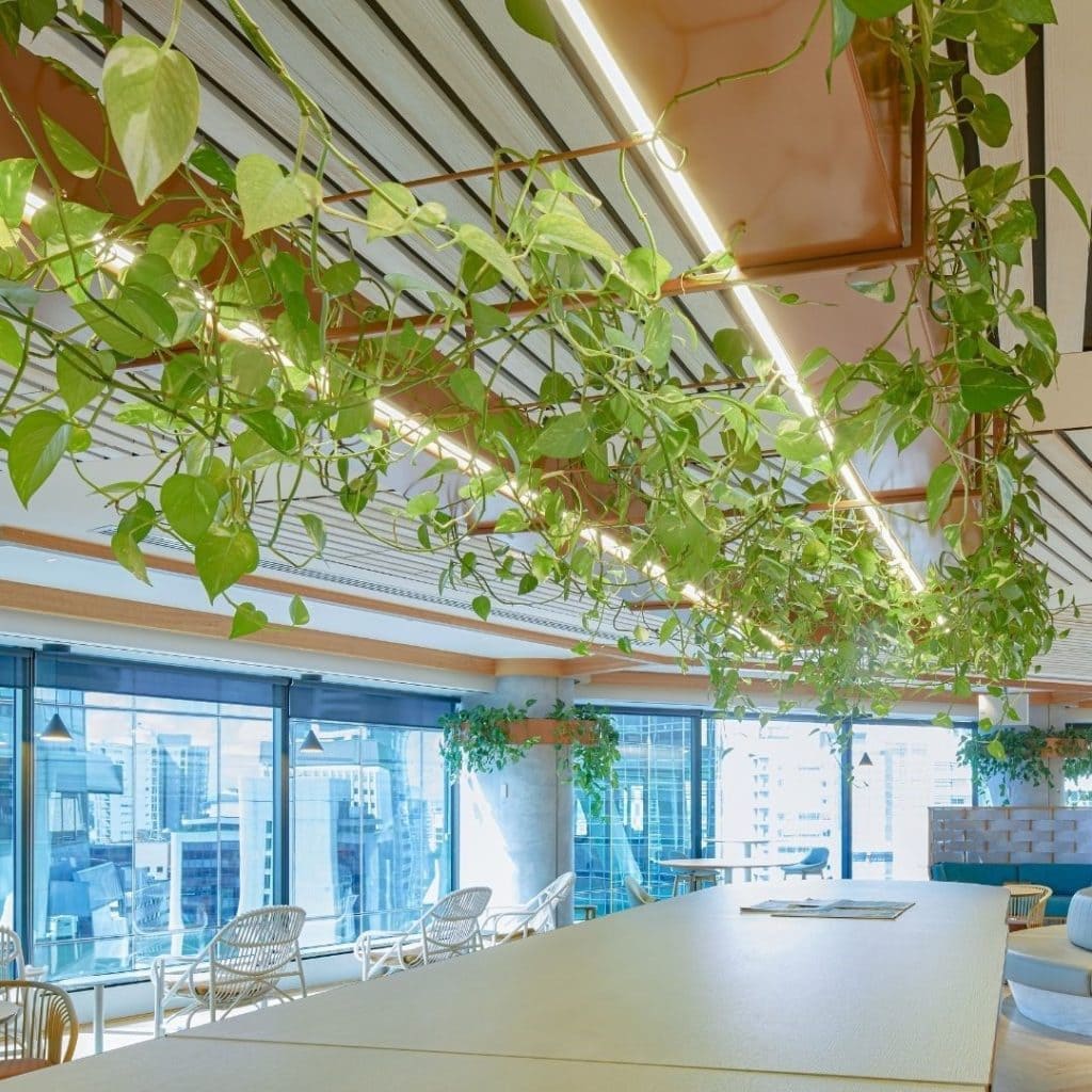 Best office plant: Pothos Plant