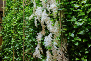The green walls with white flowers, in the lobby of Emporium South Bank Brisbane. Maintained by Advance Plants