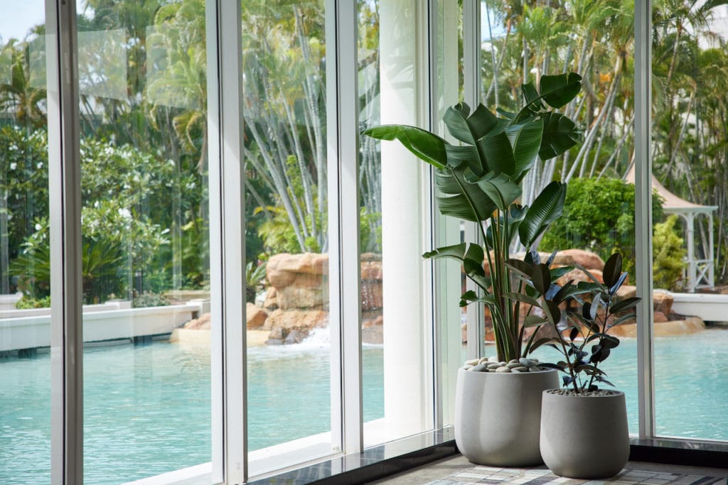 Two indoor floor plants next to a window of the pool and outdoor areas at Sheraton Grand Mirage on the Gold Coast.