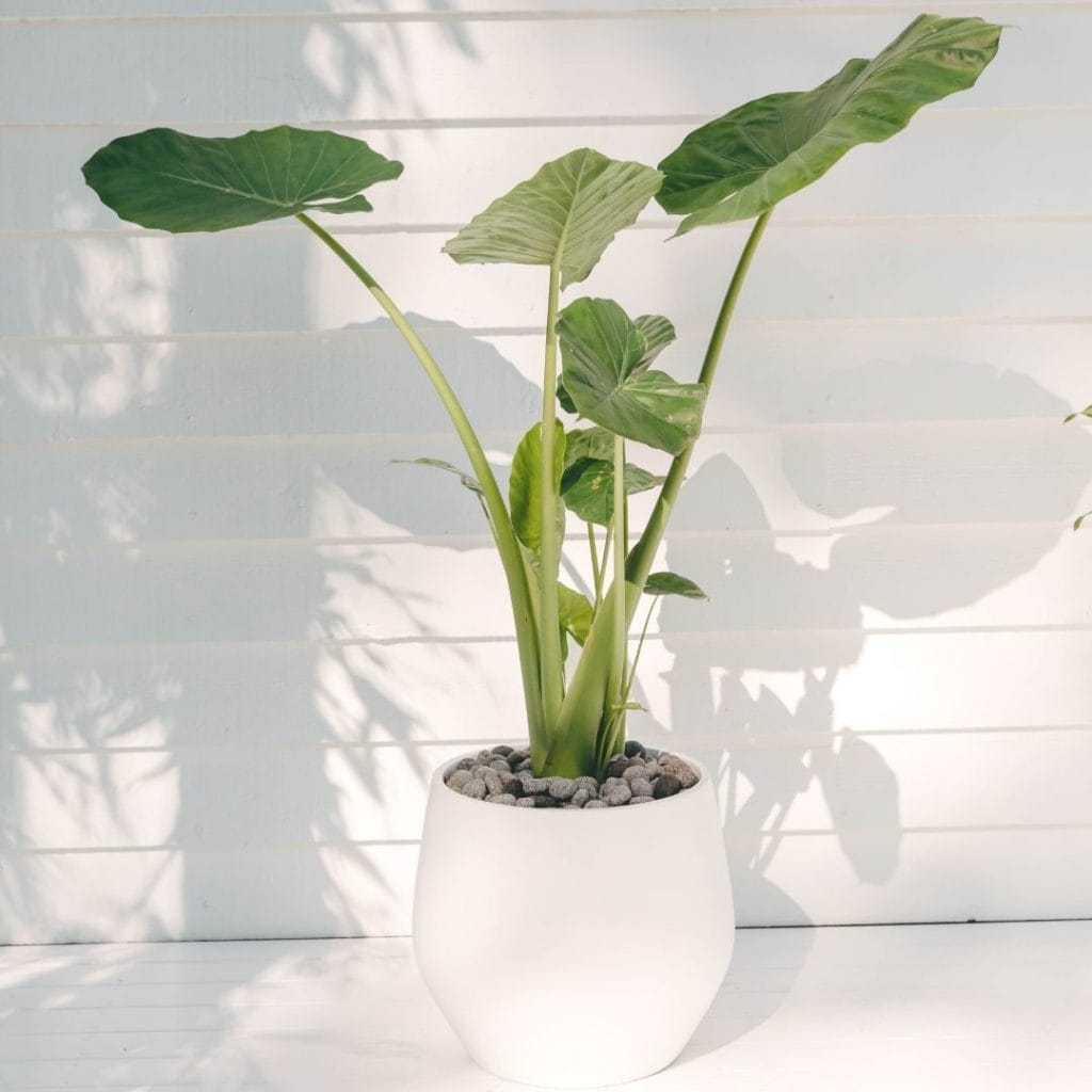 A close up of a potted Alocasia in a white planter, on a white tongue n groove deck.