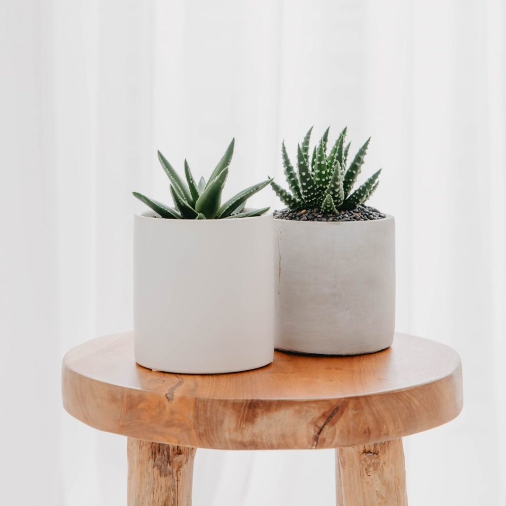 A close up of two Aloe succulents in a white and grey planter, on a wooden stool.