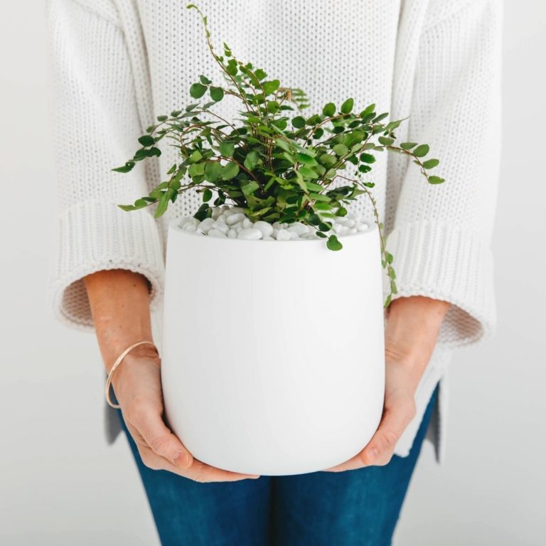A close up of a Button Fern in a white planter, being held by a lady with a white jumper.