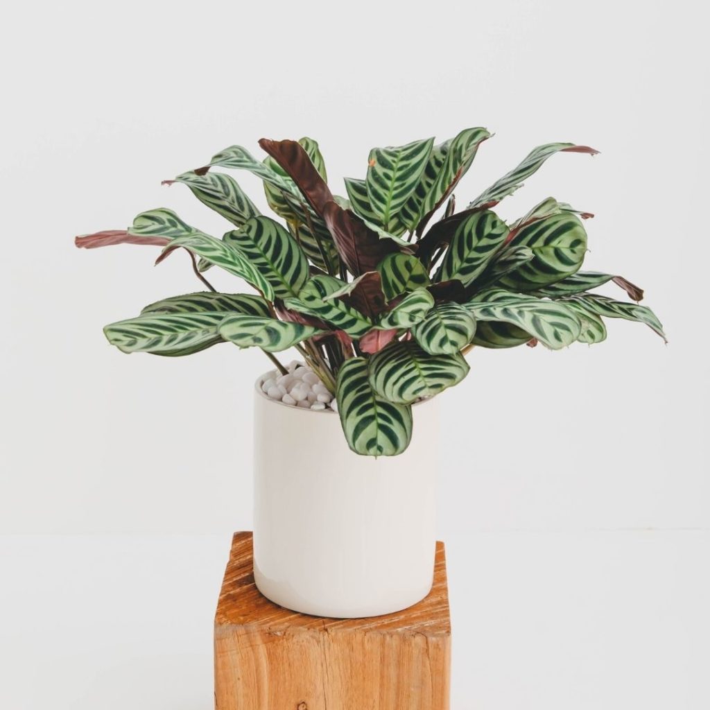 A close up of a potted Calathea Orbifolia in a cream planter, on a wooden pillar.