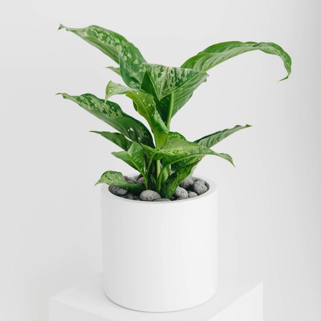 A close up of a potted Dieffenbachia in a white planter, on a white pillar.