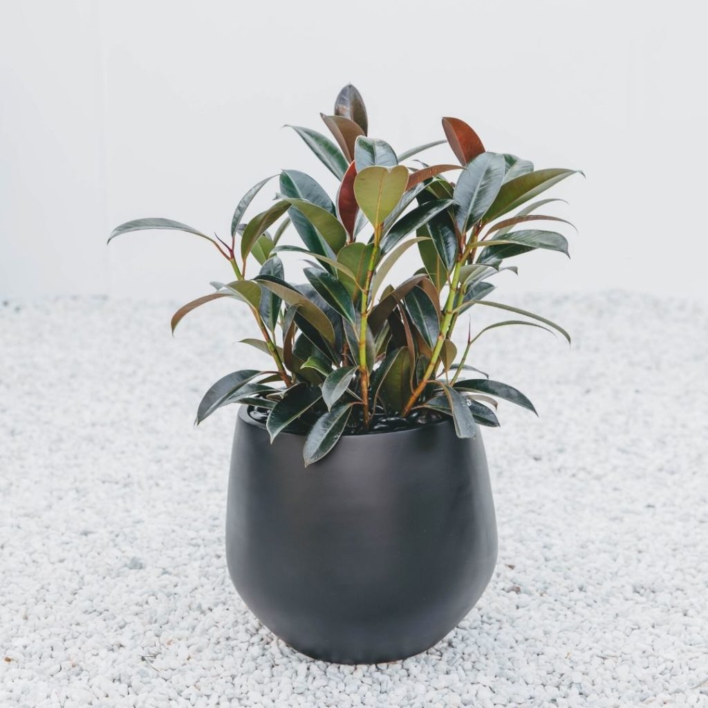 A close up of a potted Dwarf Ficus Elastica in a black planter, on white pebbles.