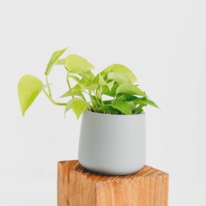 A close up of potted Goldon Pothos in a matte grey planter, on a wooden pillar.