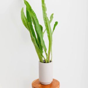 A close up of a potted Green Flame in a light brown planter, on a wooden stool.