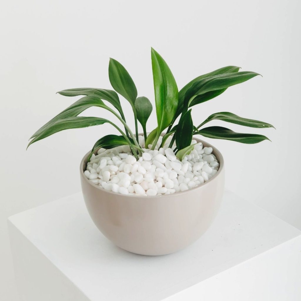 A close up of a potted Green Supreme in a round light brown planter, on a white pillar.