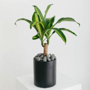 A close up of a potted happy plant in a black planter, on a white pillar.