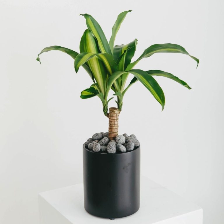 A close up of a potted happy plant in a black planter, on a white pillar.