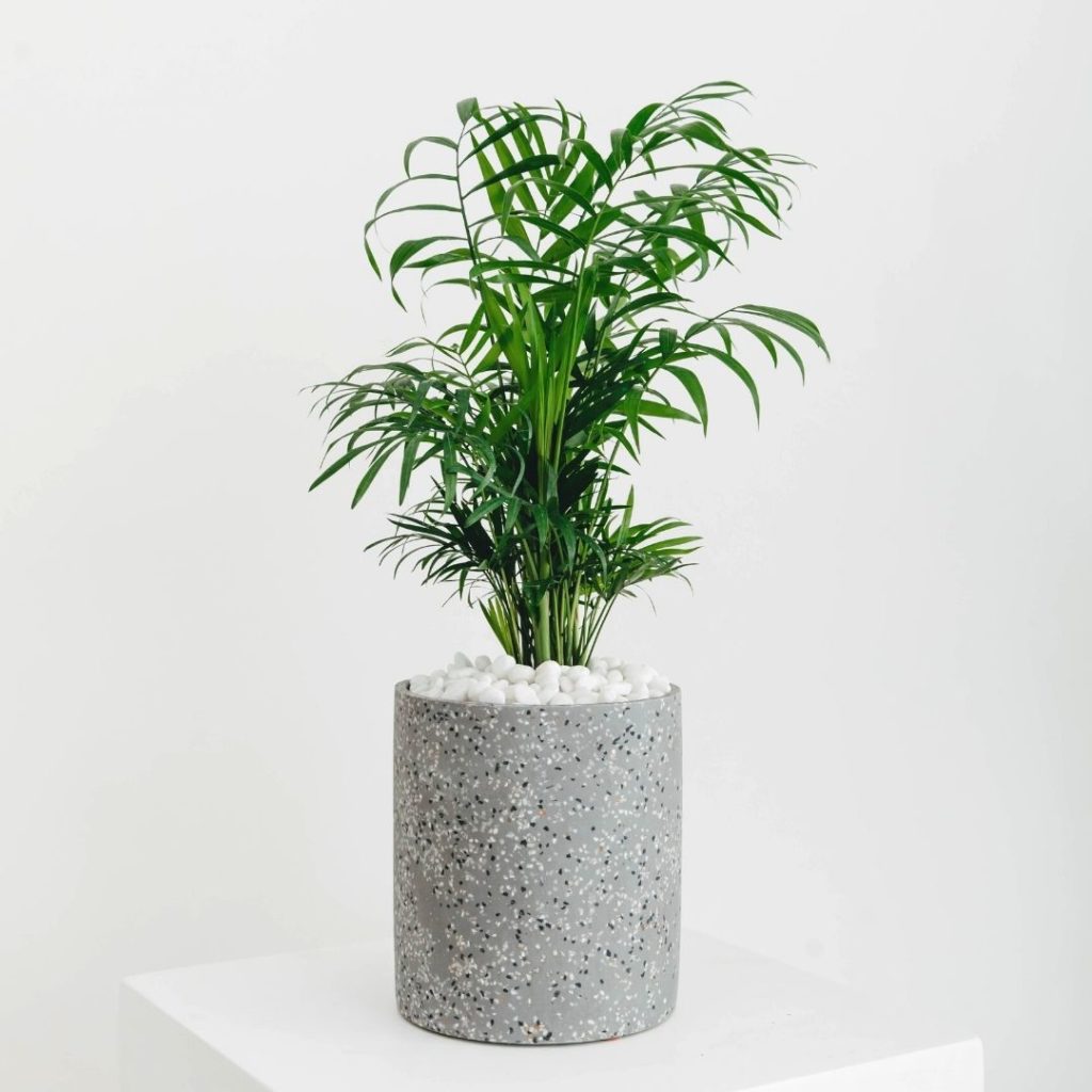 A close up of a potted Kentia Palm in a speckled grey planter, on a white pillar.