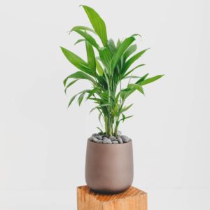 A close up of a potted Palour Palm in a brown planter, on a wooden pillar.