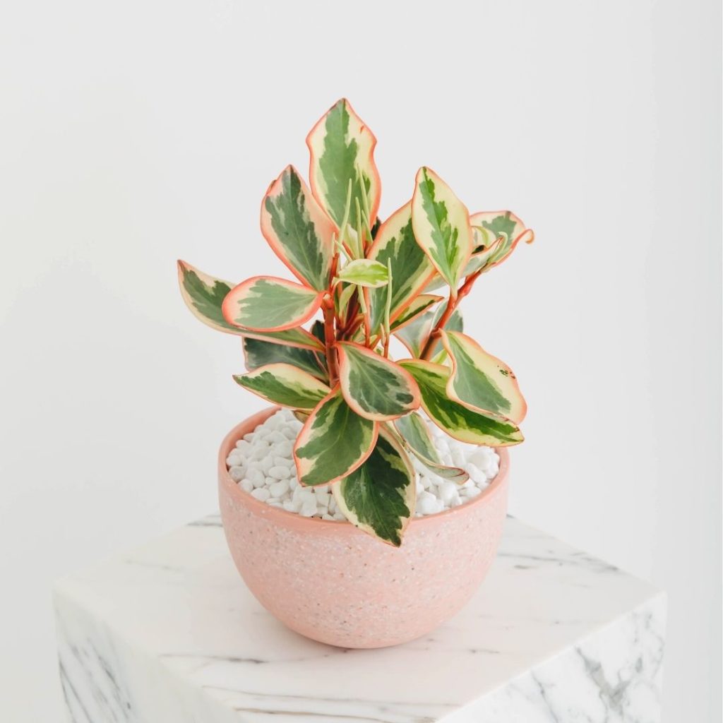 A close up of a potted Peperomia in a round matte light pink planter, on a white marble pillar.