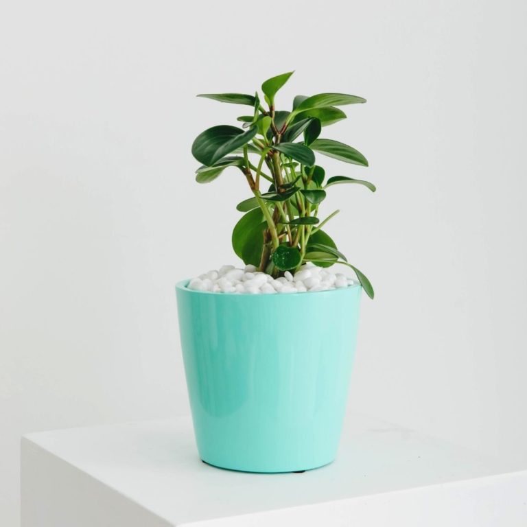 A close up of a small potted Peperomia in an acqua planter, on a white pillar.