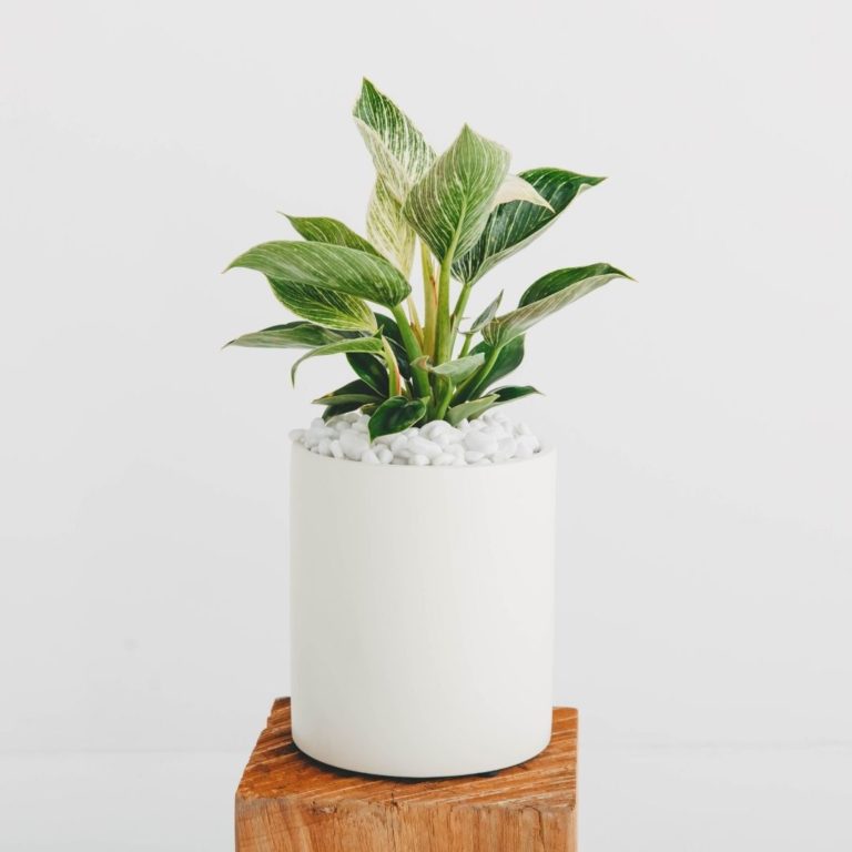 A sclose up of a potted Philodendron Birkin in a white planter, on a wooden pillar.