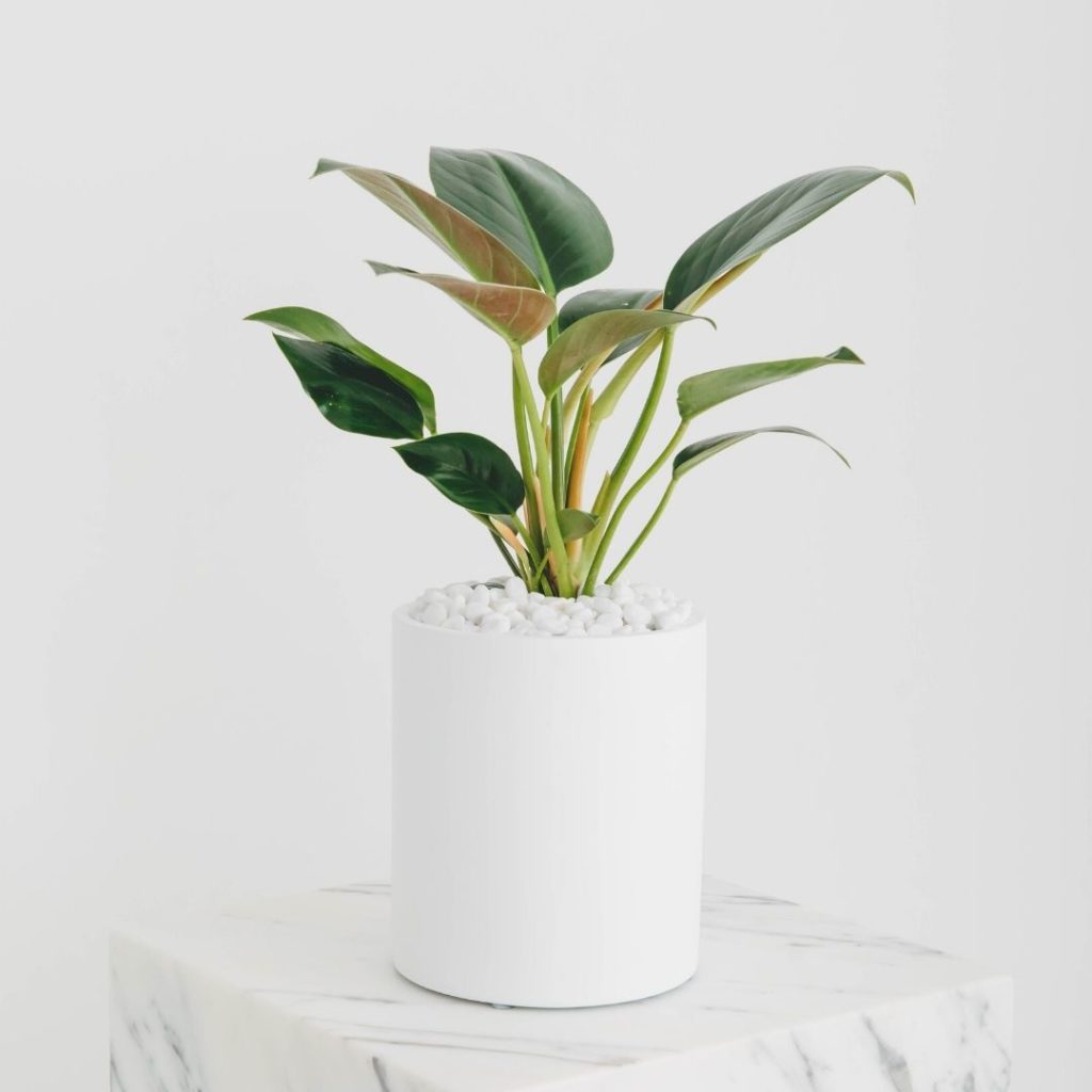 A close up of a potted Philodendron Congo in a white planter, on a white marble pillar.