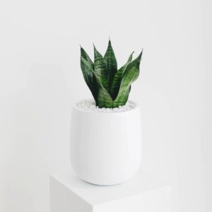 A close up of a small potted Sansevieria in a rounded modern white planter, on a white pillar.