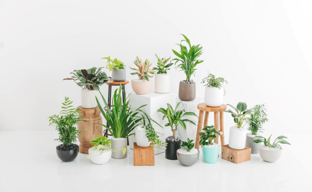 Sixteen small indoor desk plants of various shapes and sizes, clustered together on a plain white background.