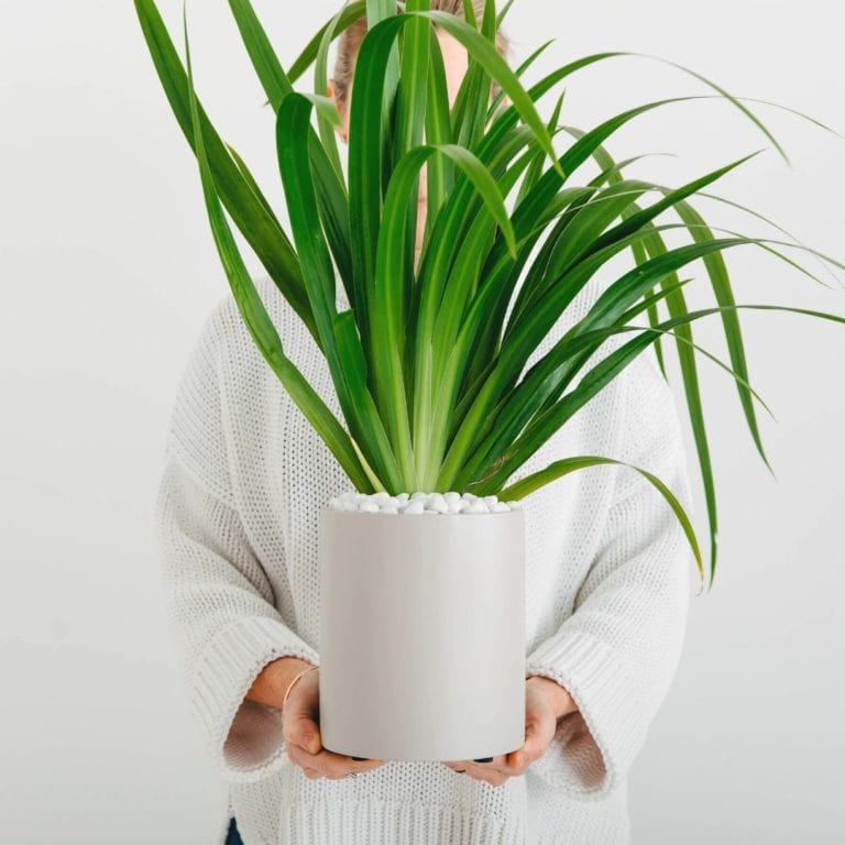 A close up of a potted Walking Iris being held by a lady in a white jumper whose face isn't visible.