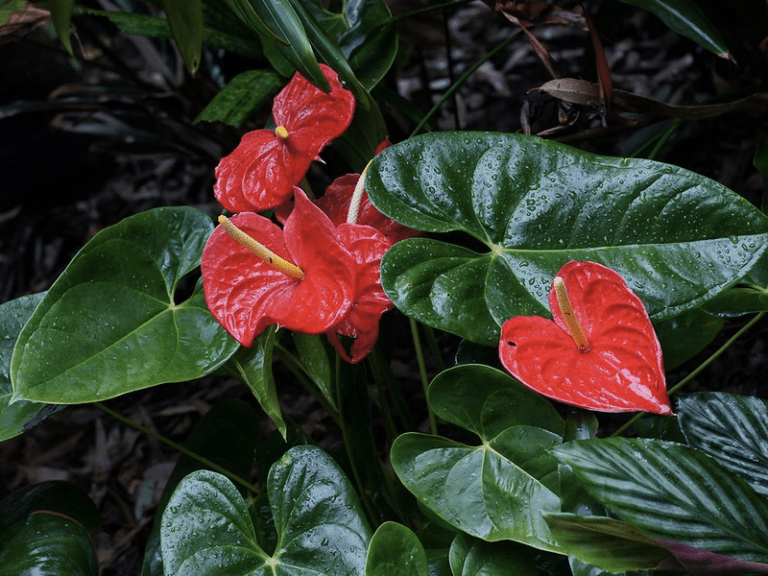 A couple up of a Anthurium plant in a garden bed. The Anthurium has red colours inbetween green leaves.