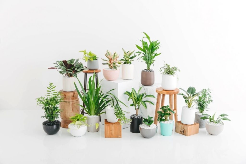 Sixteen small desk plants, representing twenty-one small desk plants; our $25/week Sprout package option two.