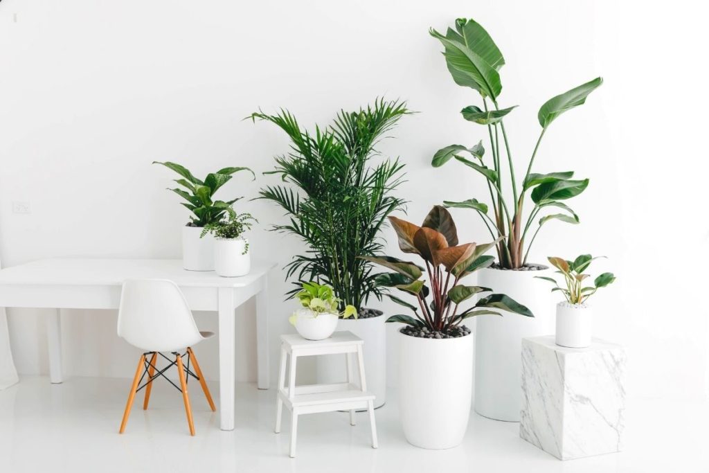 Three floor plants, one medium desk plant and three small desk plants representing our $25/week Sprout package option one.