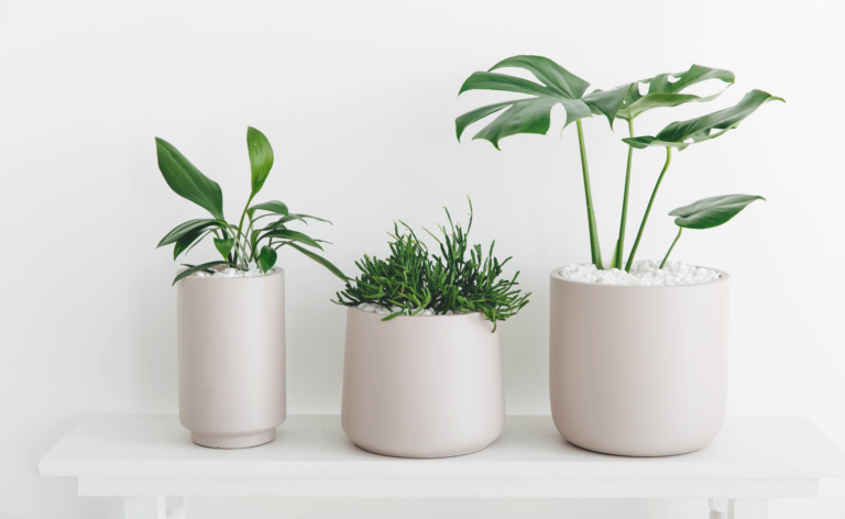 Three stylised indoor plants, on a white backdrop.