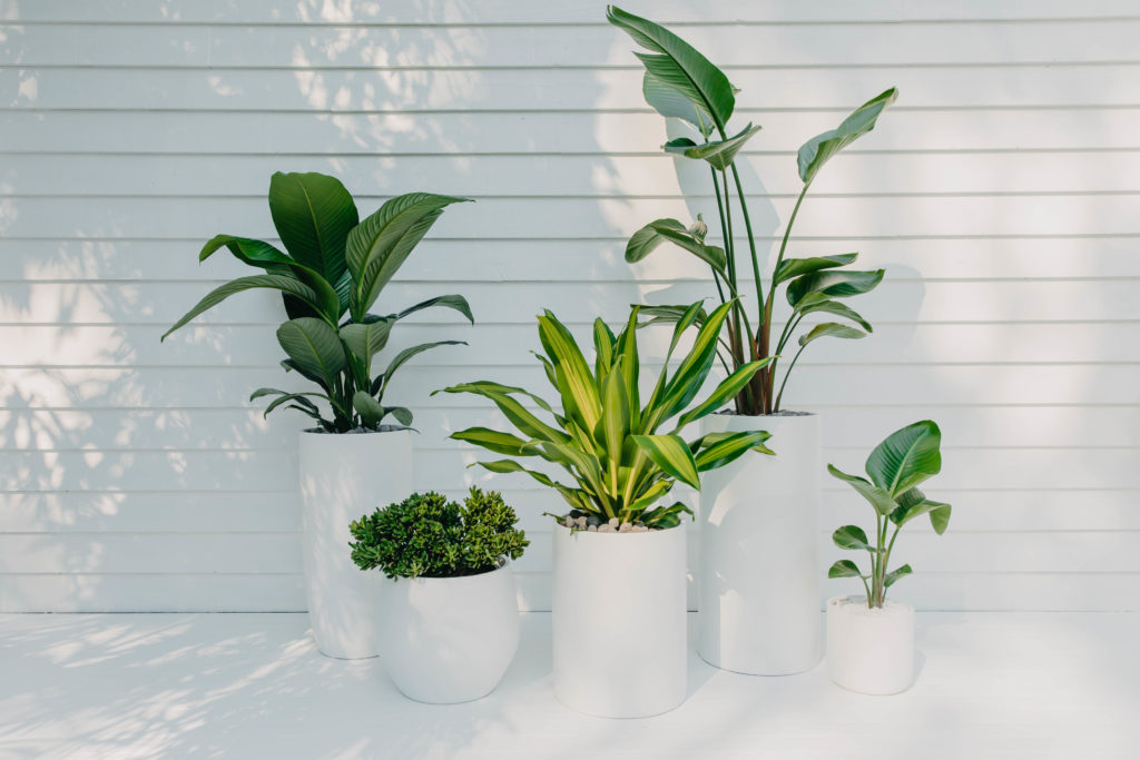 Home staging indoor plant hire
