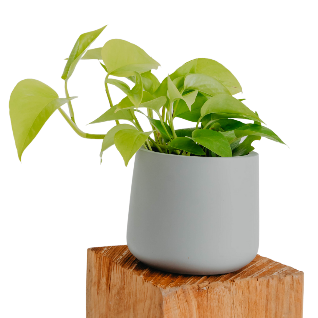 Best 15 desk plants easy to maintain) Advance Plants