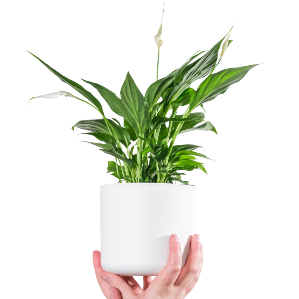 Peace lily plant