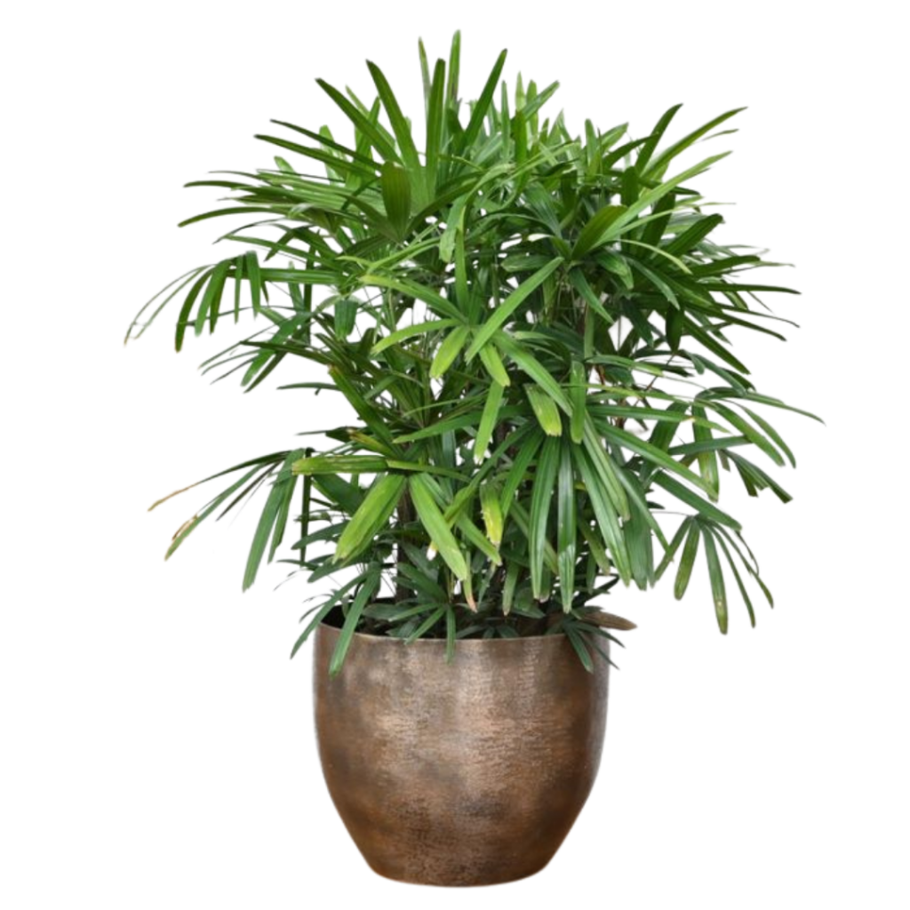 Rhapis palm plant