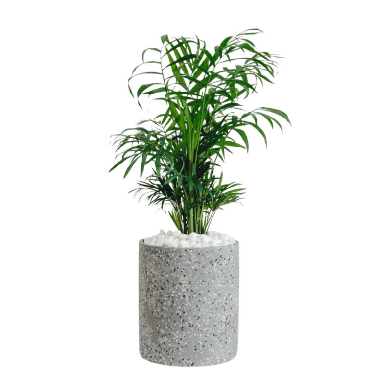 13 Indoor plants perfect for the Queensland climate Advance Plants