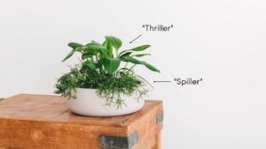 Thriller and spiller feature image