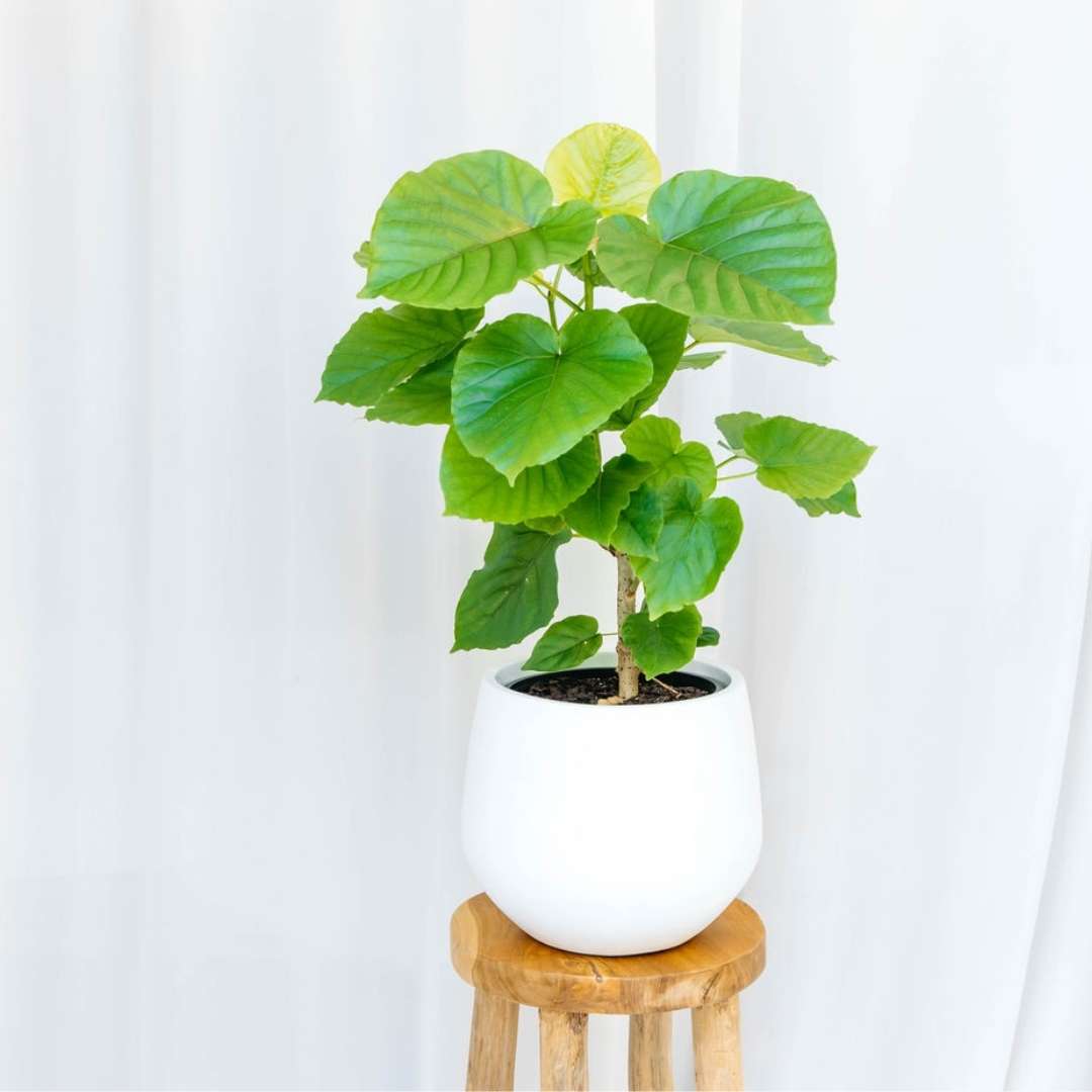 Ficus umbellata indoor plant