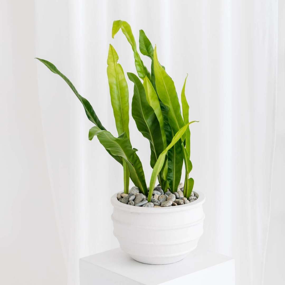 Green flame indoor plant
