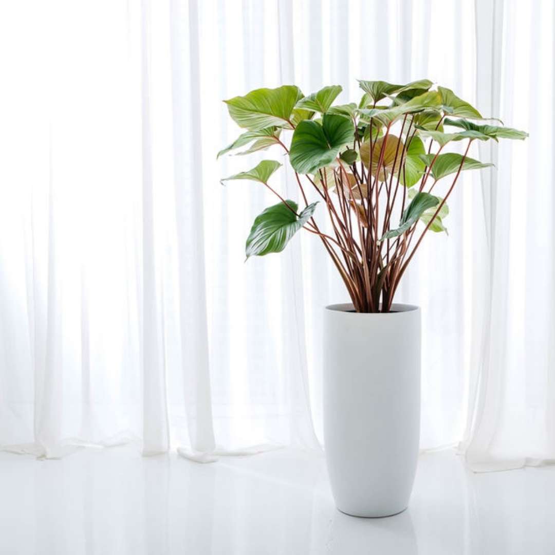 Homalomena maggie indoor plant
