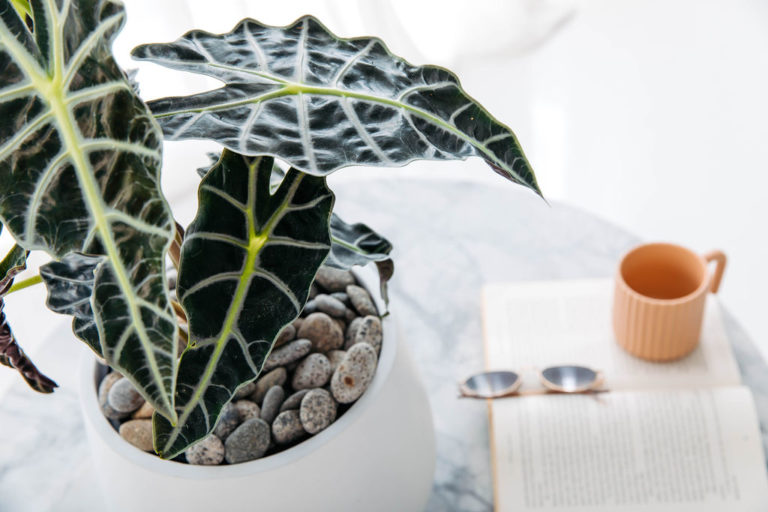 Alocasia Amazonica indoor plant on a coffee table