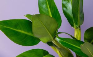 Philodendron Martianum