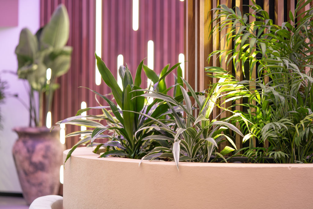 TAFE Robina, indoor garden bed