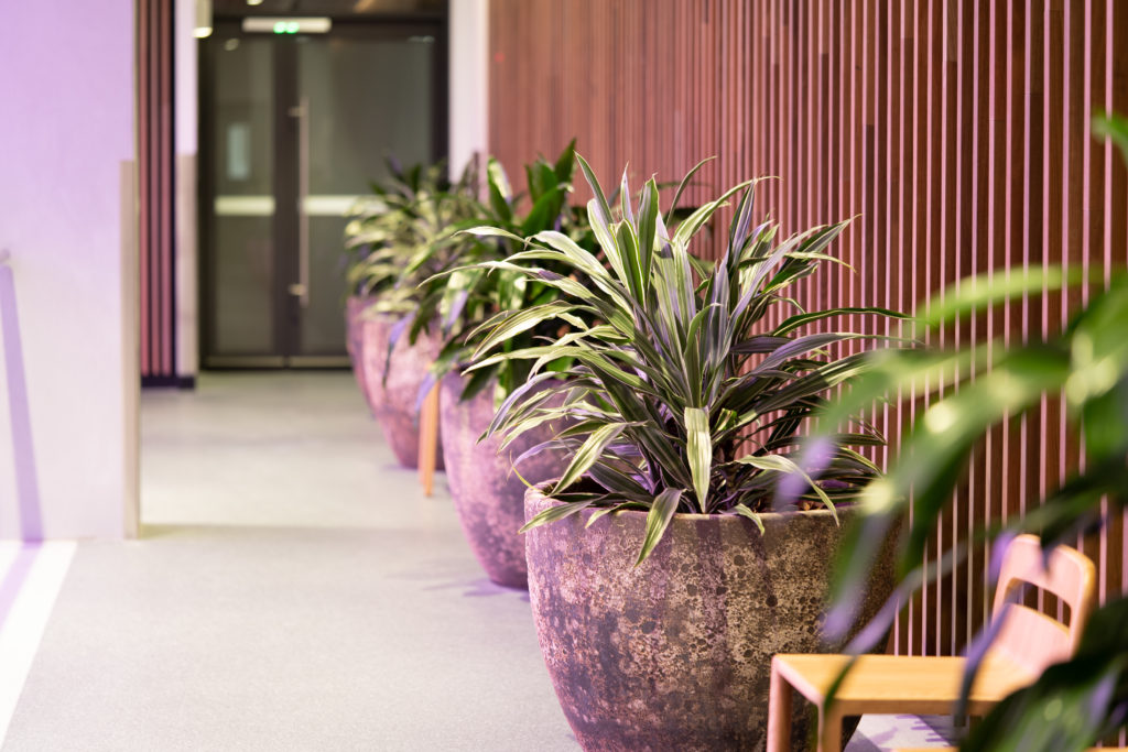 A run of weathered urns planted along a corridor at TAFE Queensland Robina campus, commercial indoor plant hire on the Gold Coast