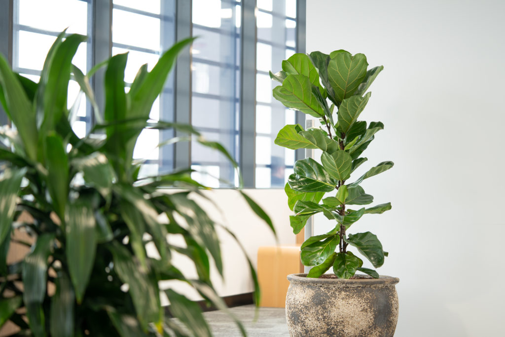 A fiddle leaf fig in a designer pot beside the windows at TAFE Queensland Robina campus, campus and office plant hire on the Gold Coast